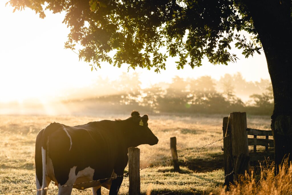 PRIME Act - Cow grazing on a farm